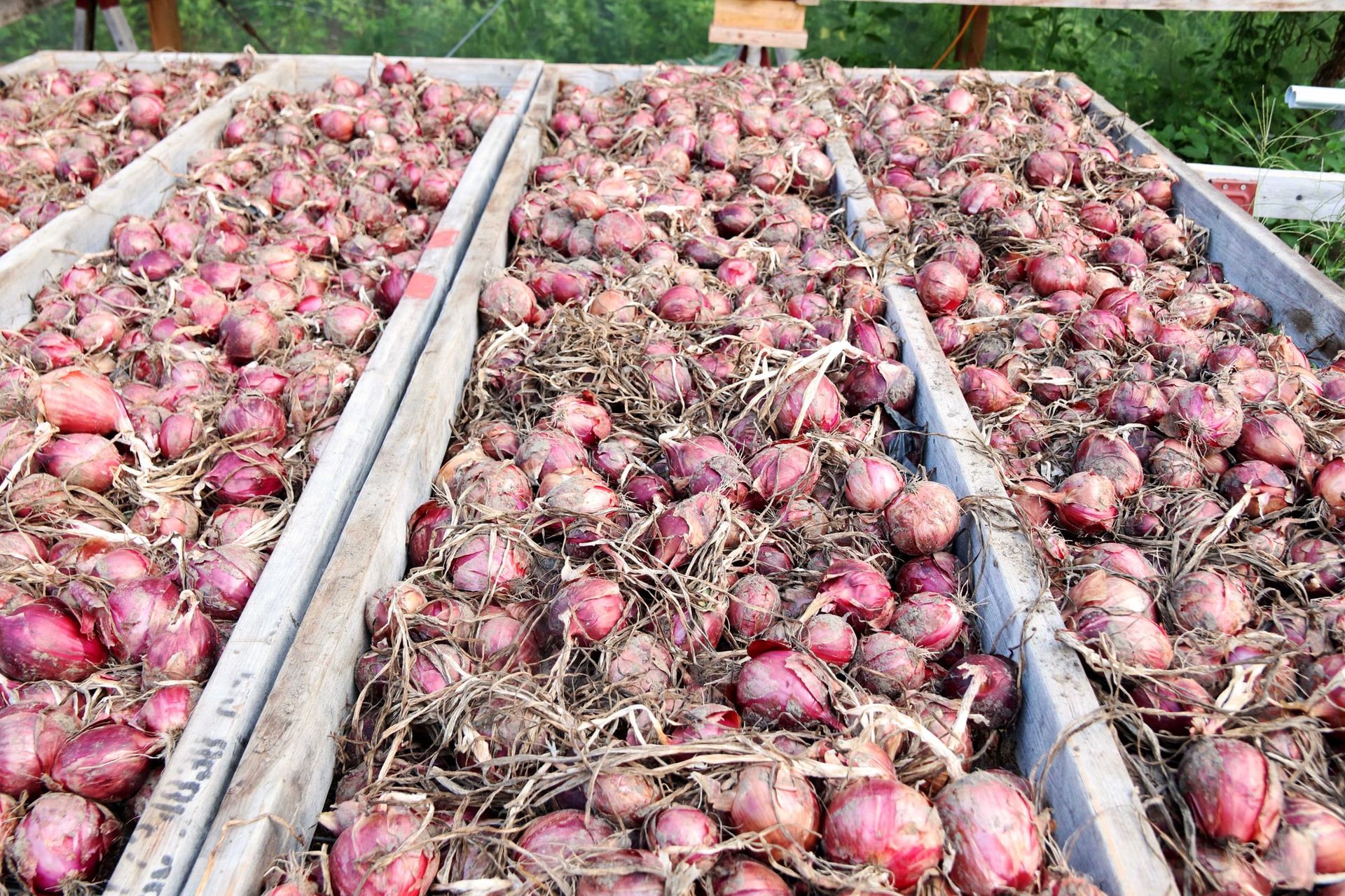 Rows of red onions curing on drying racks