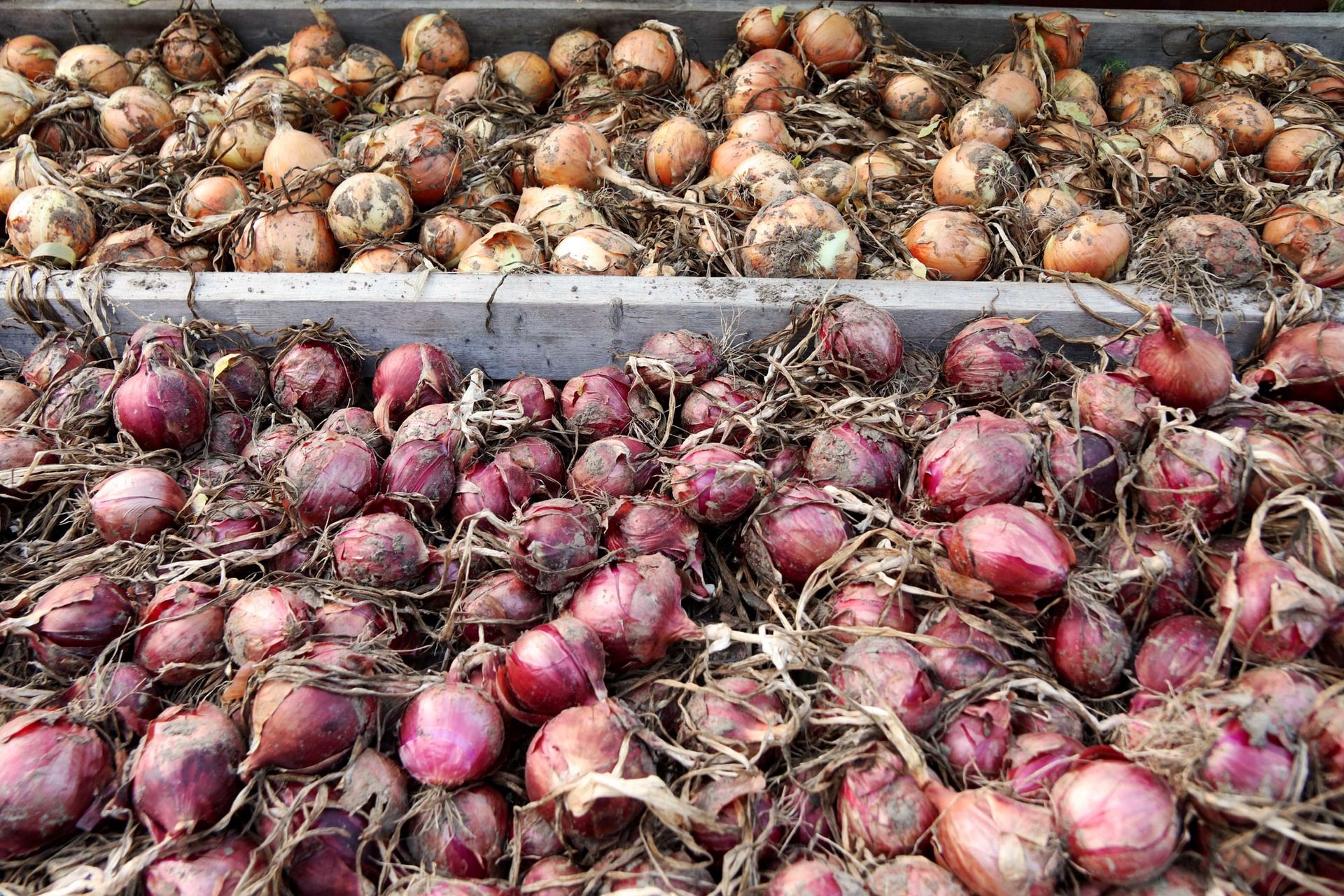 Yellow and red onions curing on drying racks