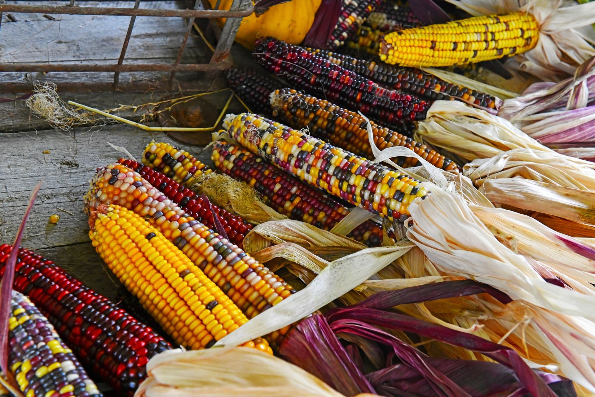 Colourful ornamental corn cobs with their husks pulled back
