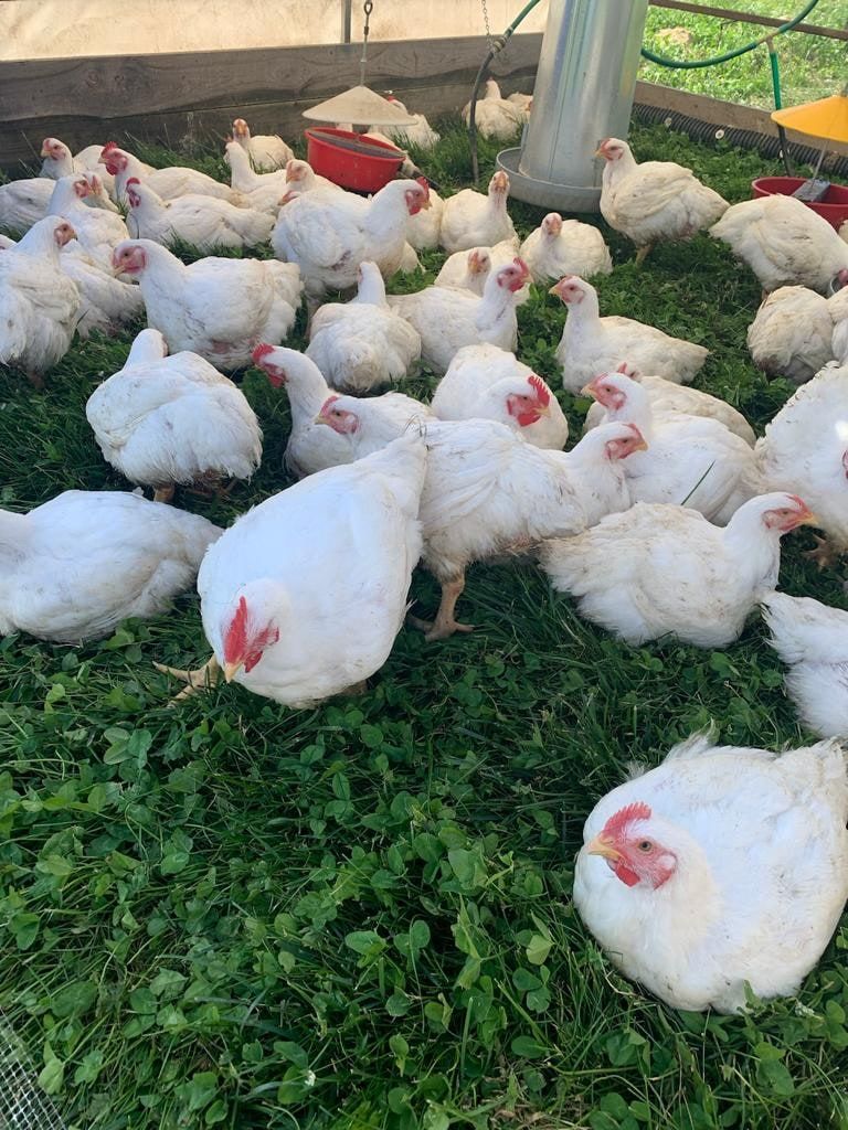 White meat chickens on pasture outside the coop