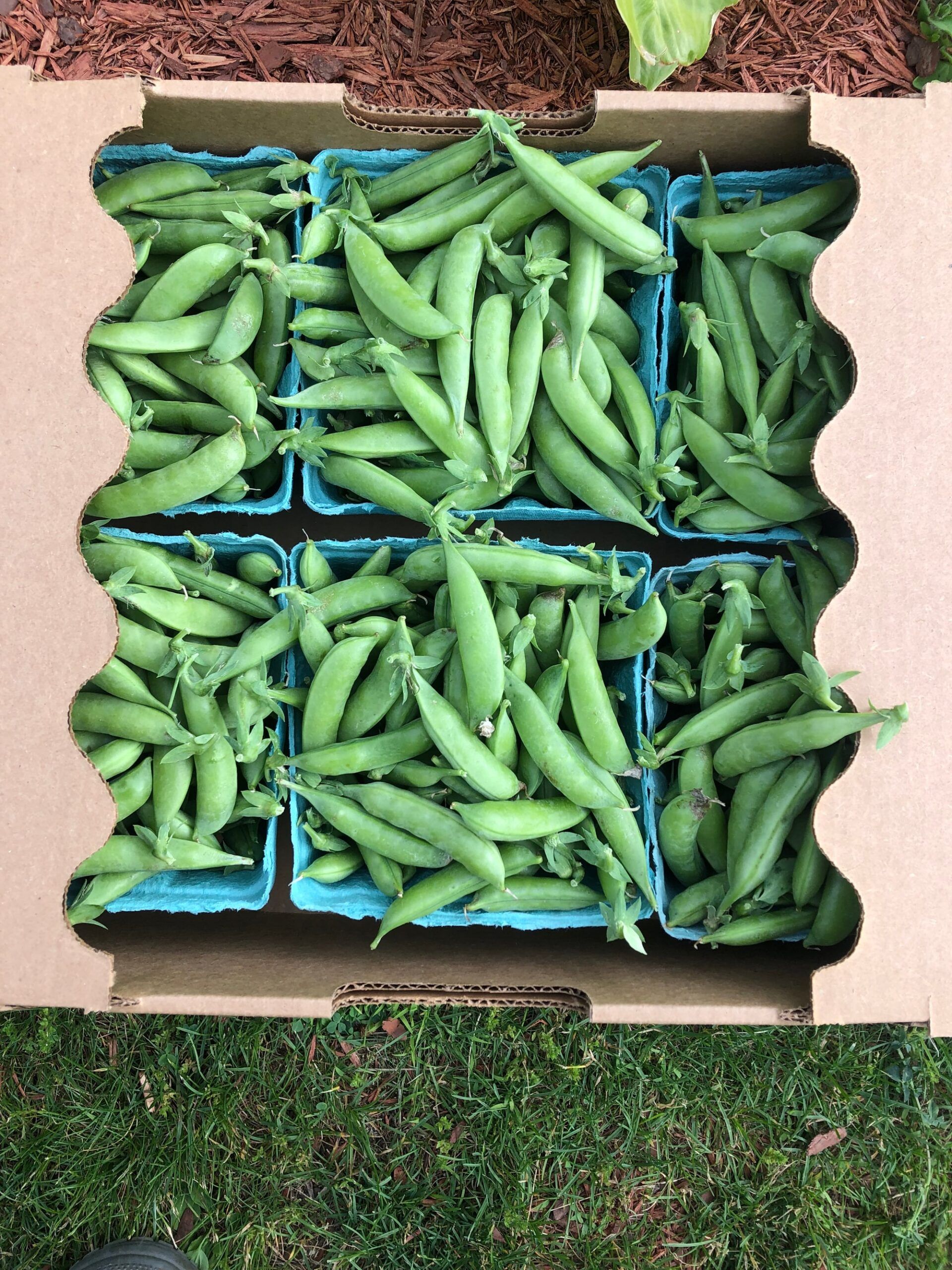 Quart baskets of fresh green peas in a box