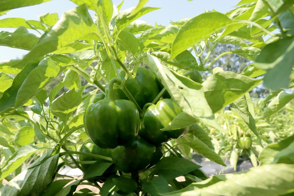 Green bell peppers growing on the plant