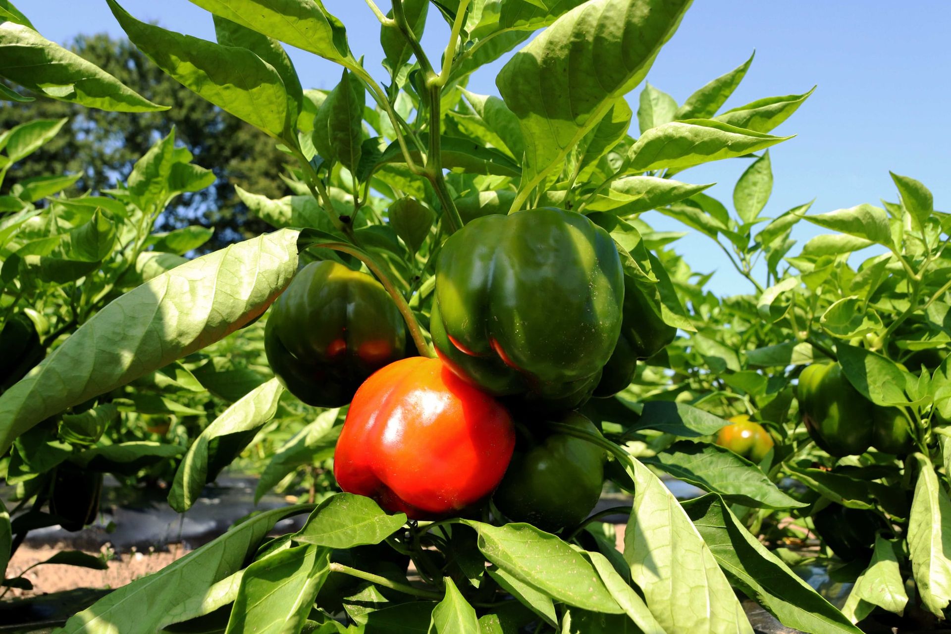 A red bell pepper ripening among green ones on the plant