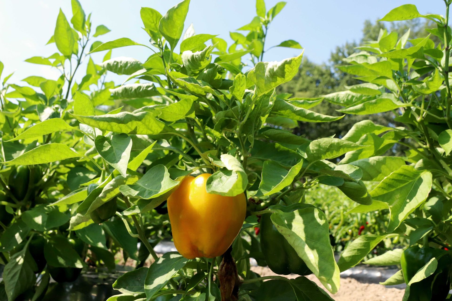 A yellow bell pepper ripening on the plant