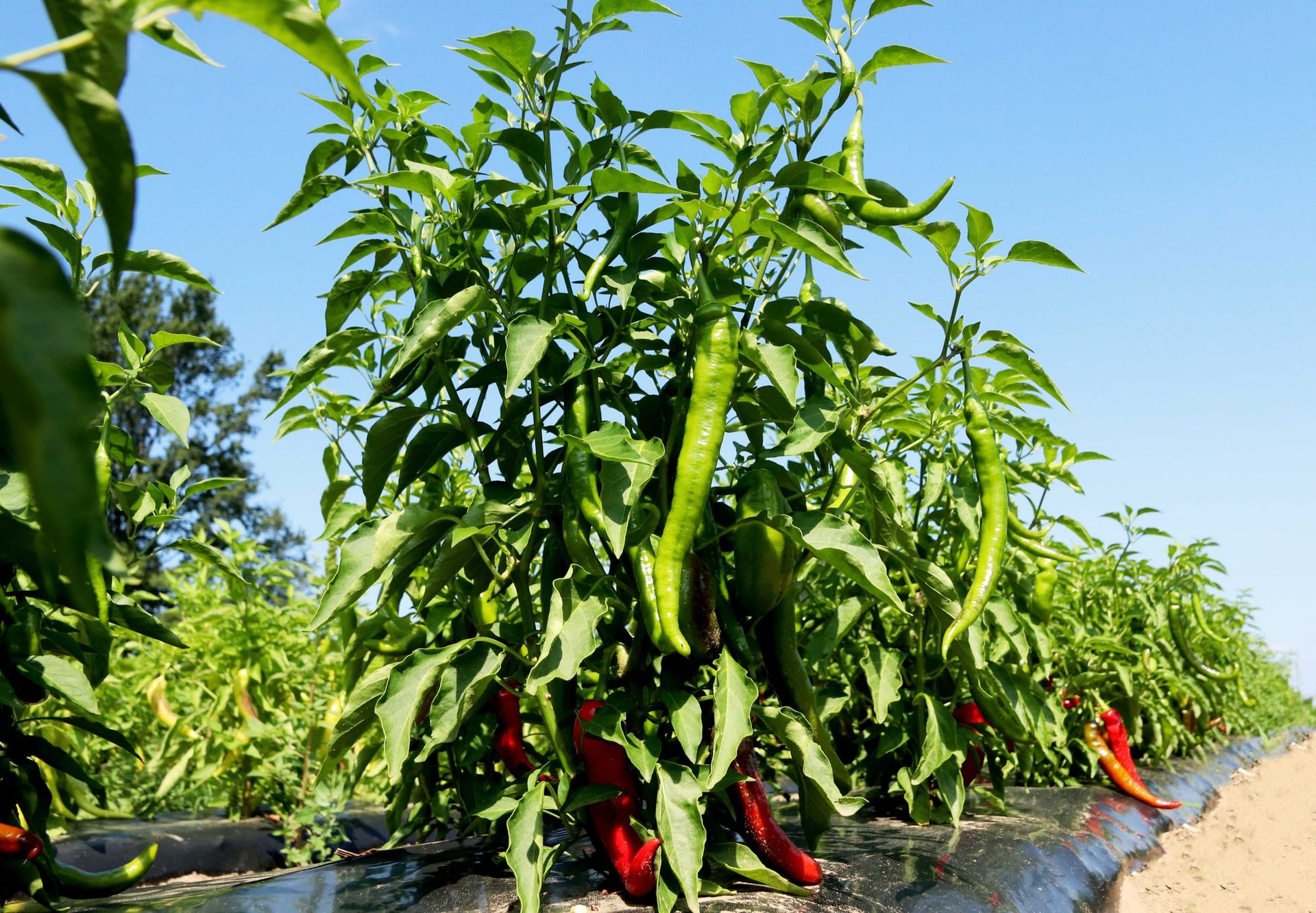Hot pepper plants with red and green chilies in the field