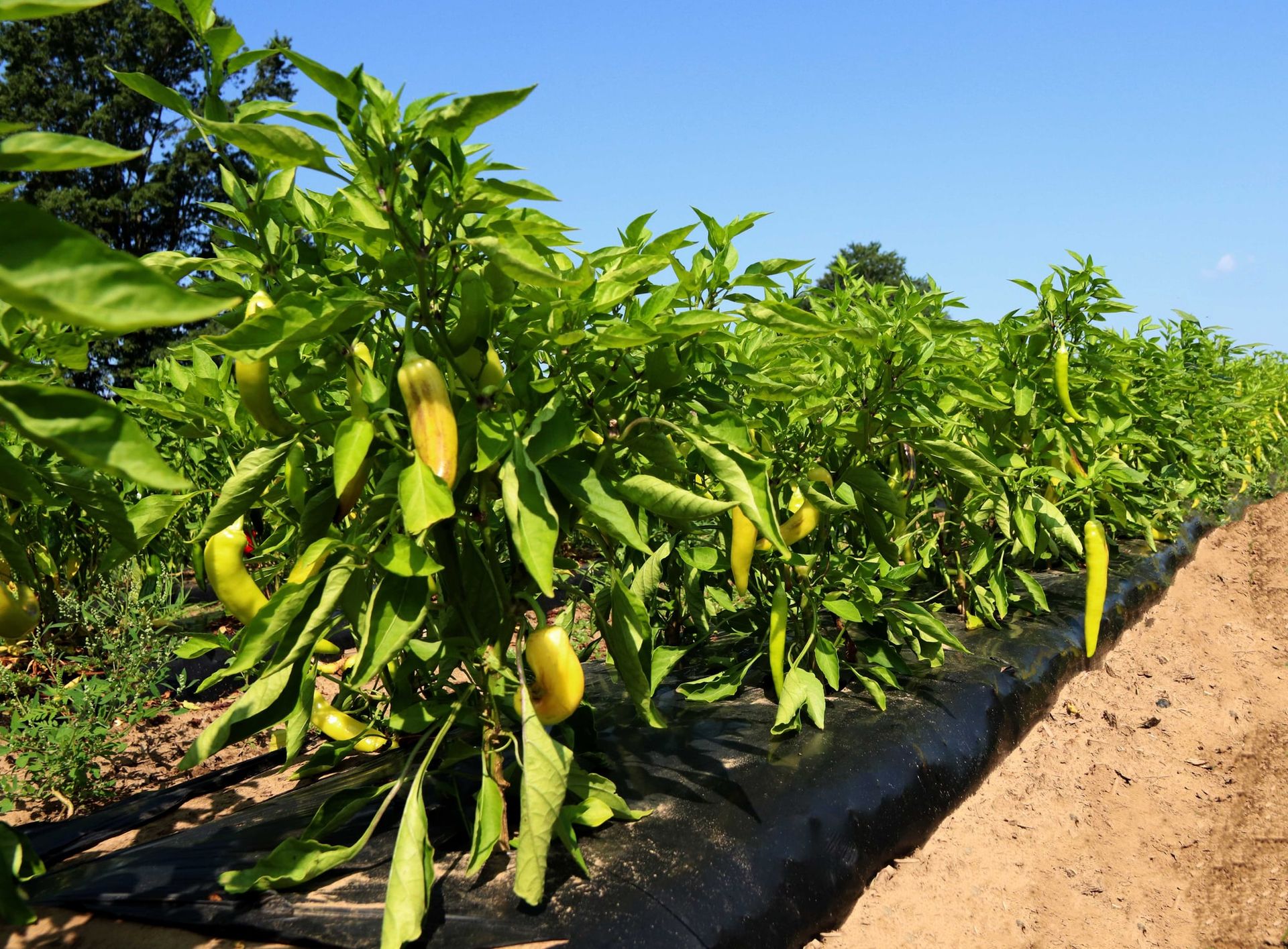Rows of banana pepper plants on black plastic mulch