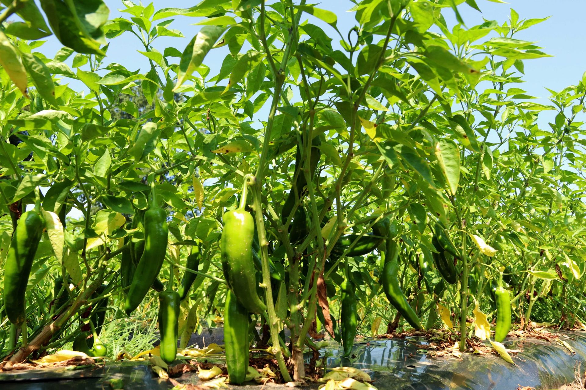 Long green hot peppers growing in the field