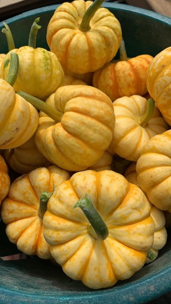 A bowl of small striped decorative pumpkins