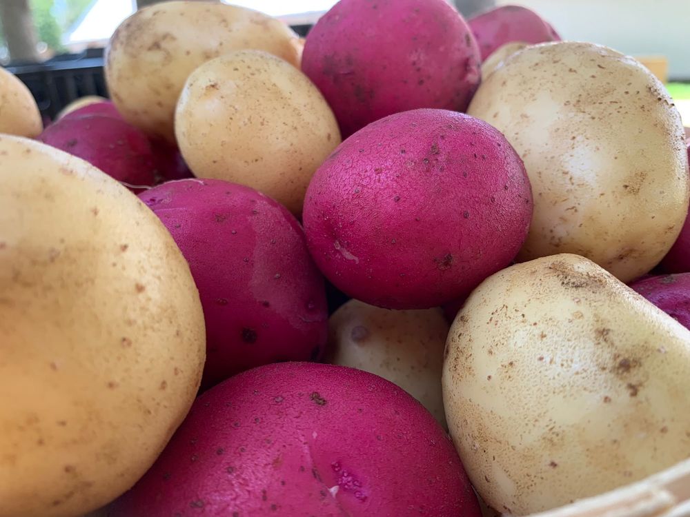 Red and white potatoes in a basket