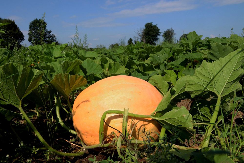 A large orange pumpkin in the pumpkin patch