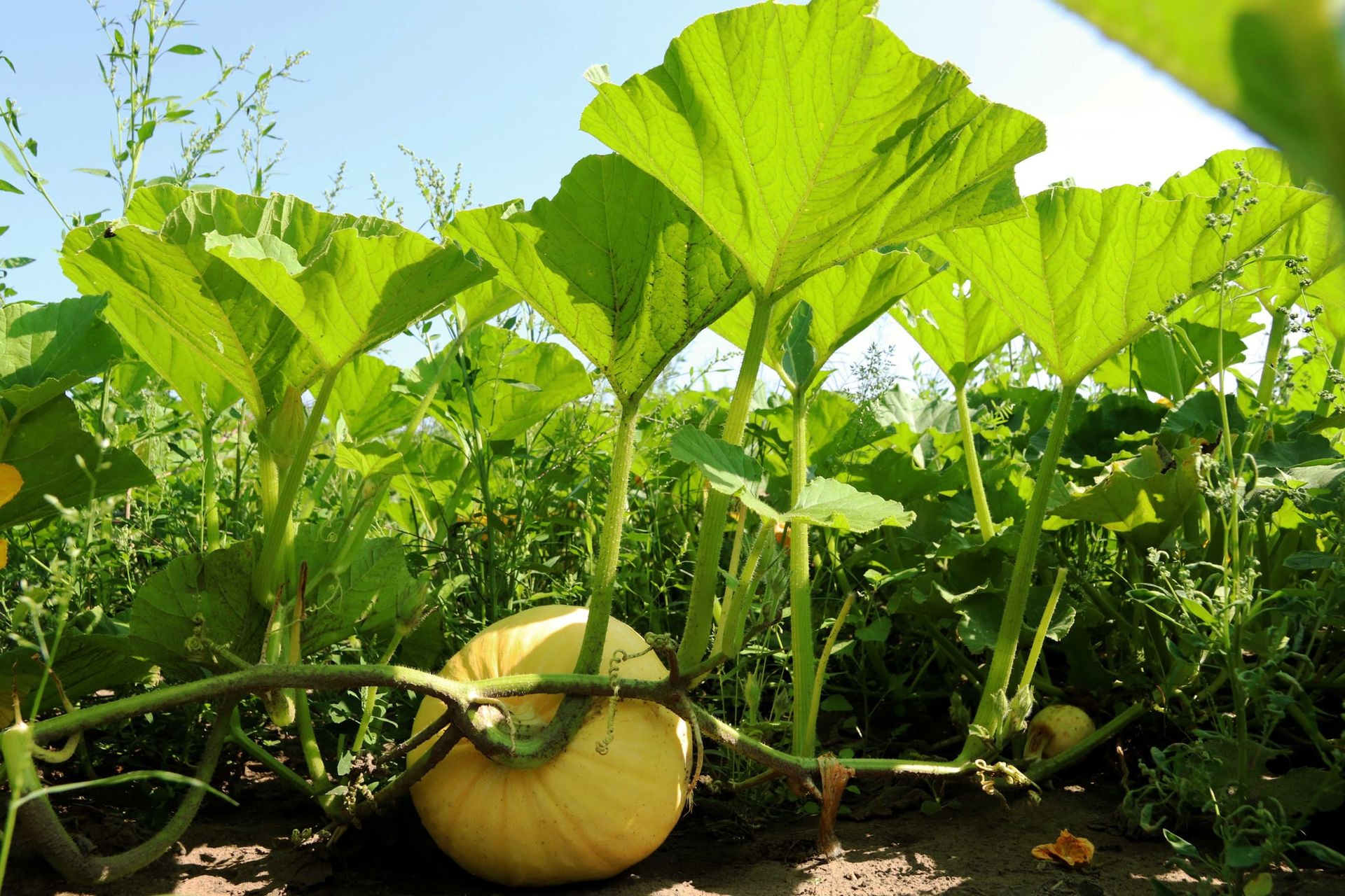 A pale yellow pumpkin under large pumpkin leaves