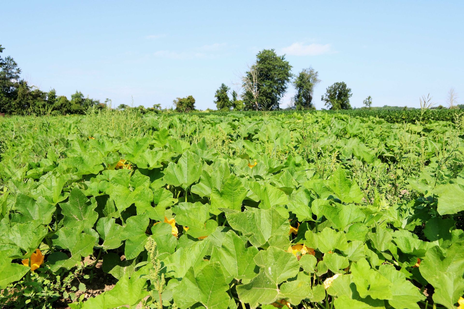 The pumpkin patch in summer under a blue sky