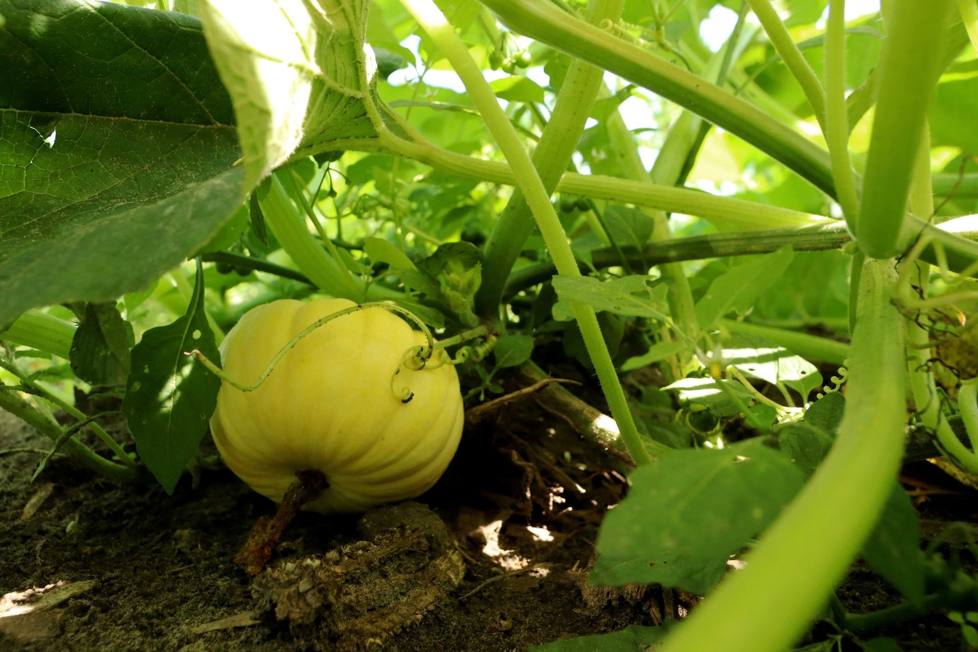 A young pumpkin growing under the vines