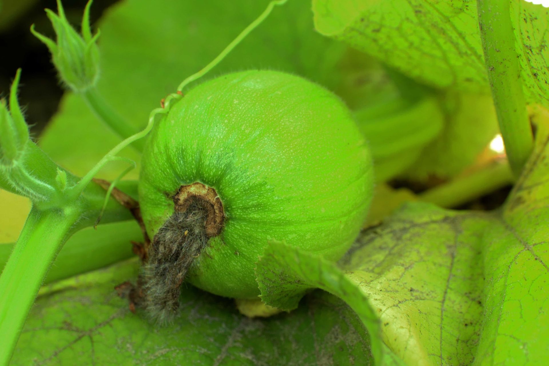 A small green pumpkin growing on the vine
