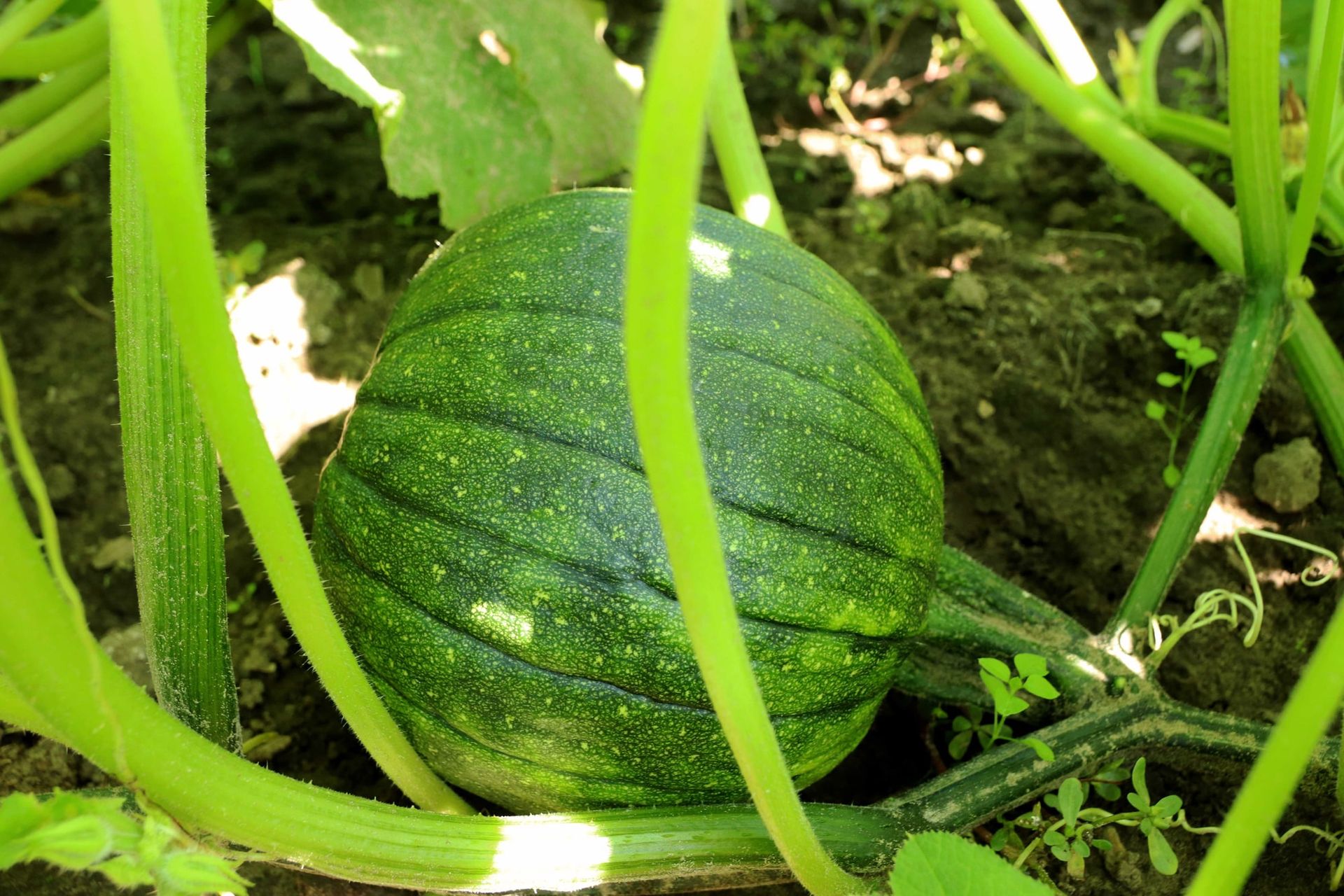 A dark green striped pumpkin growing in the patch