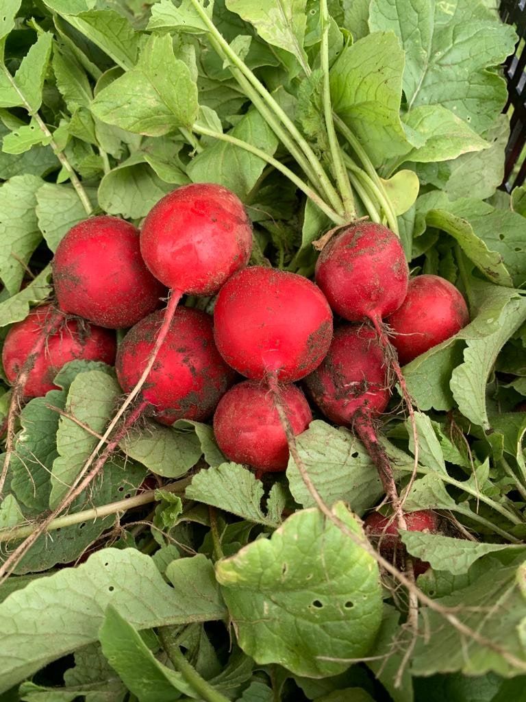 A bunch of fresh red radishes with green leaves