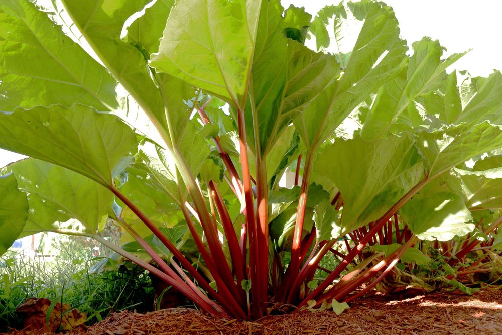 A rhubarb plant with red stalks and large leaves