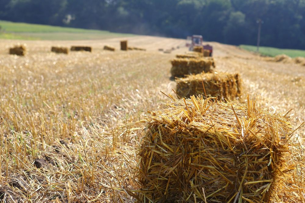 Square straw bales in a freshly harvested field