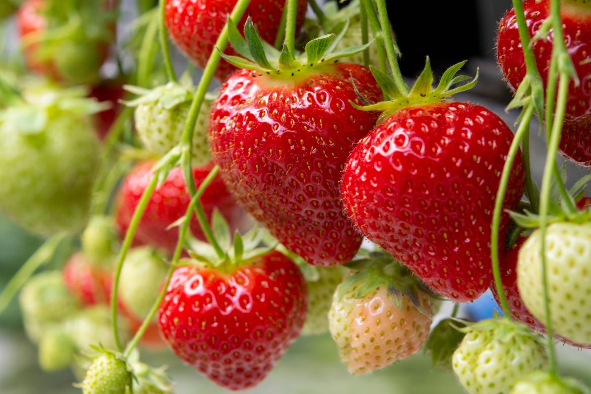 Ripe red strawberries hanging on the plant