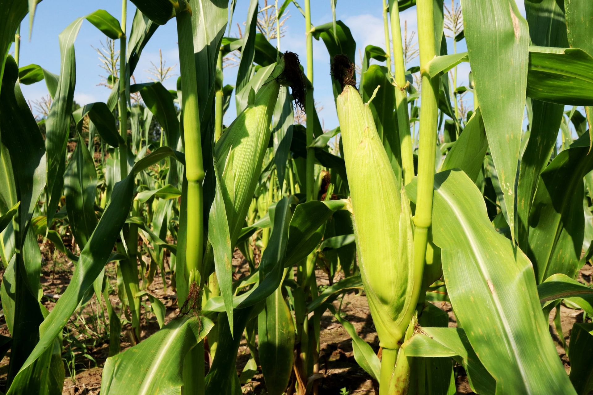 Ears of sweet corn on the stalk