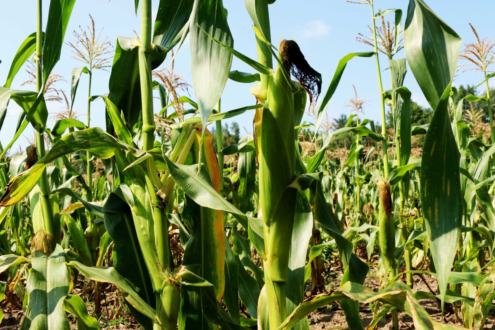 Sweet corn stalks with silks showing