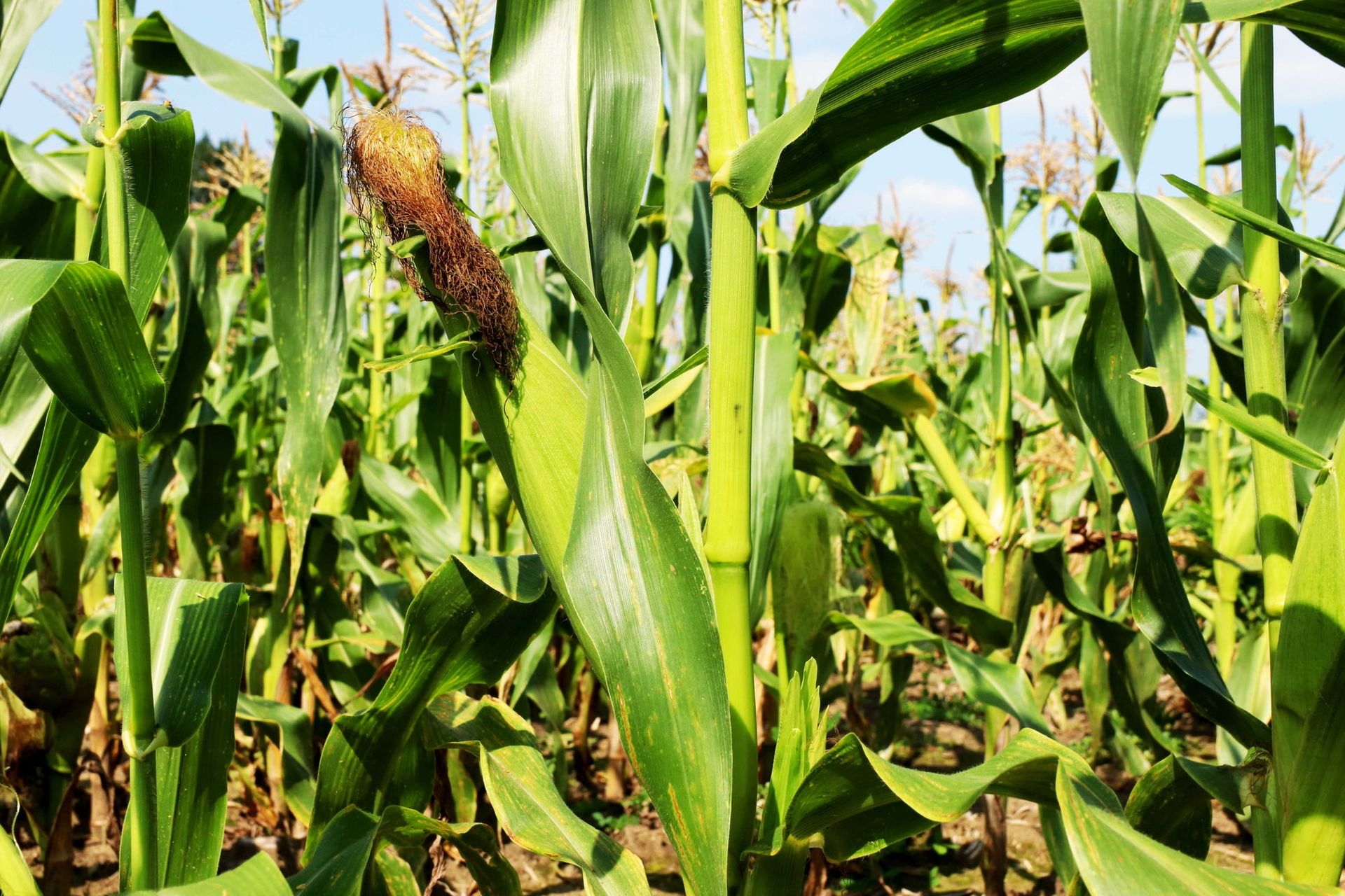 Tall rows of sweet corn in the field