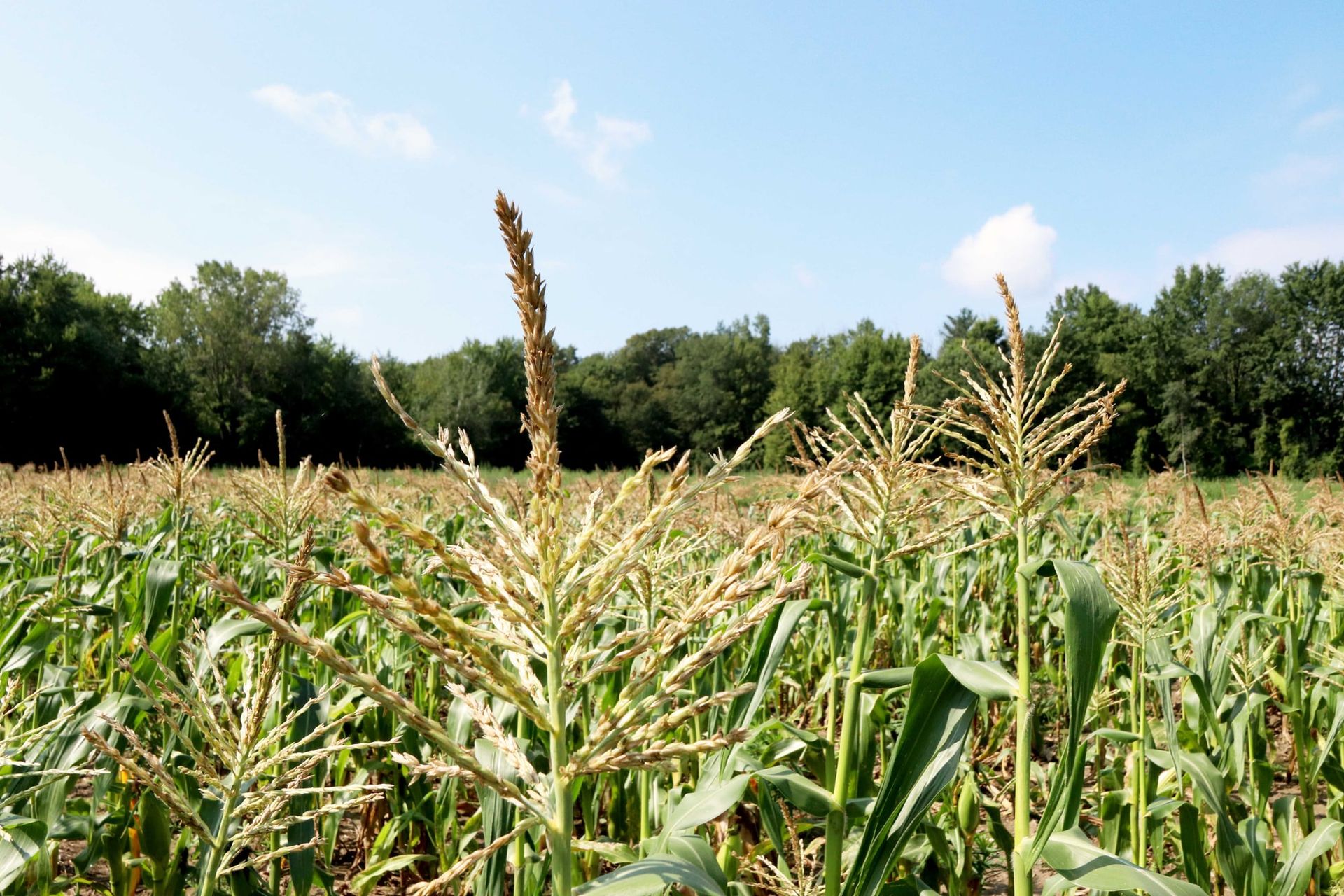 A sweet corn field with tassels against a blue sky
