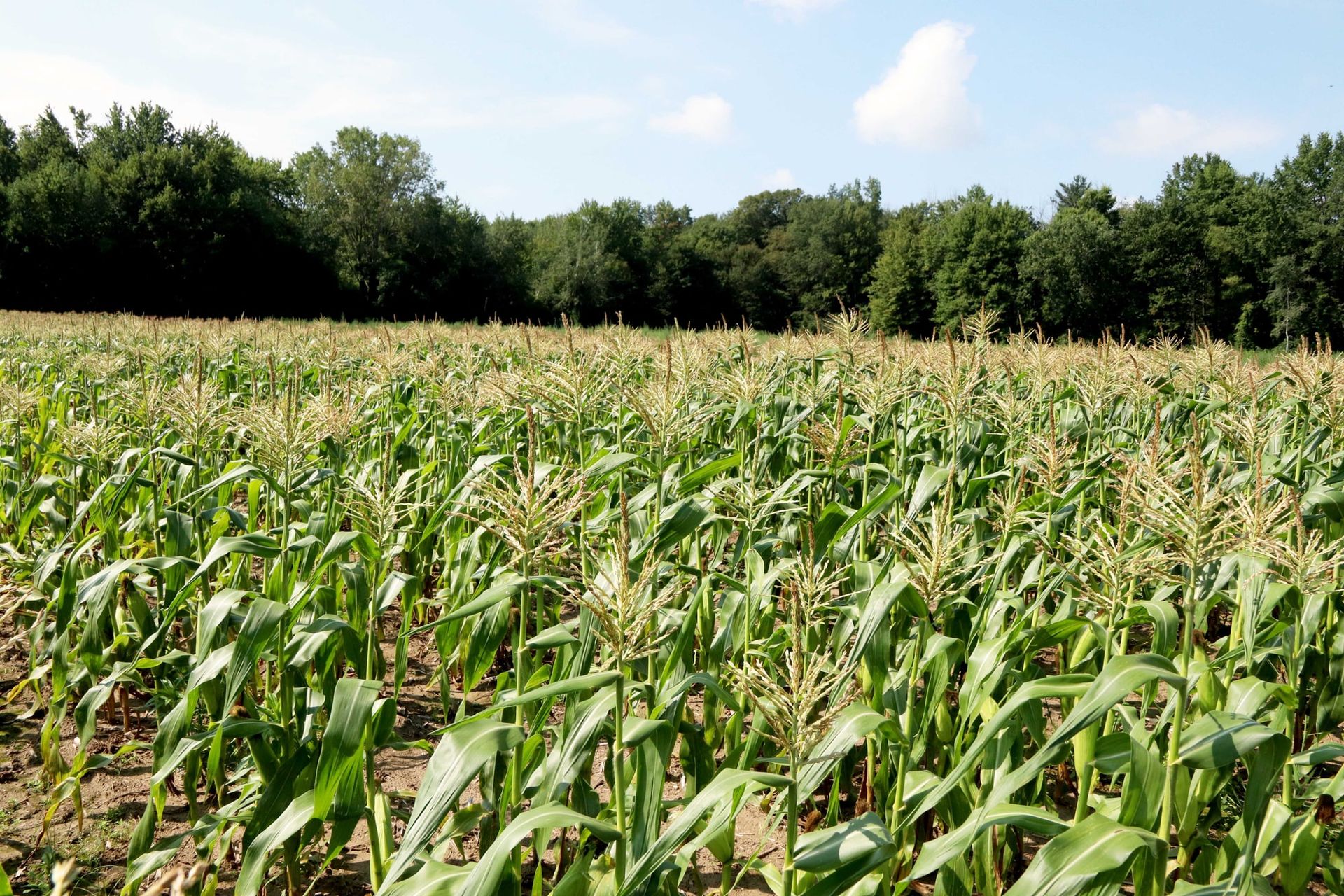 A field of young sweet corn