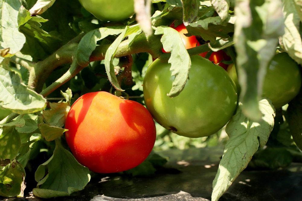 A red tomato beside green tomatoes on the vine