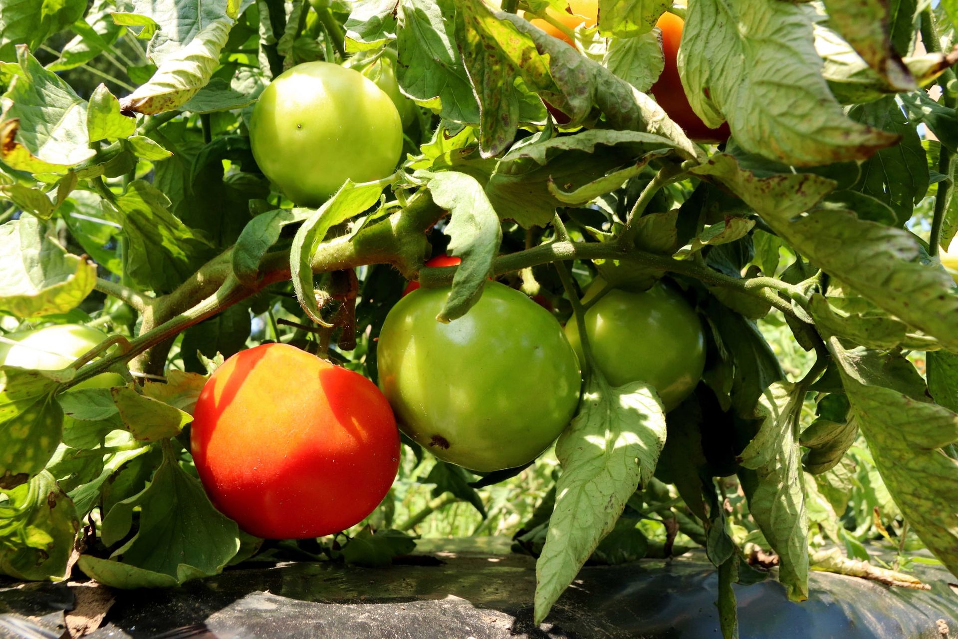 Red and green tomatoes ripening on the plant