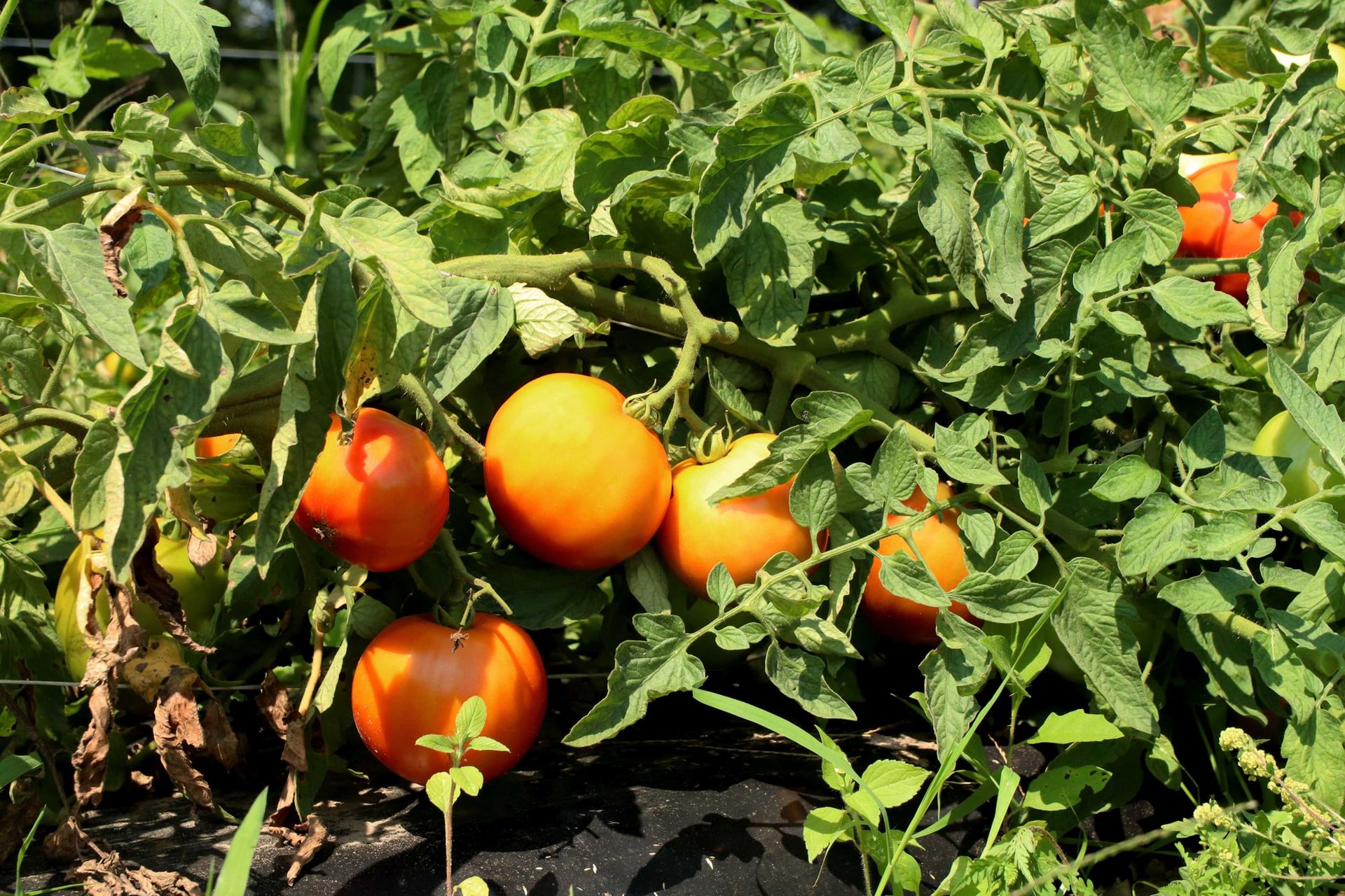 Ripe red tomatoes on tomato plants in the field