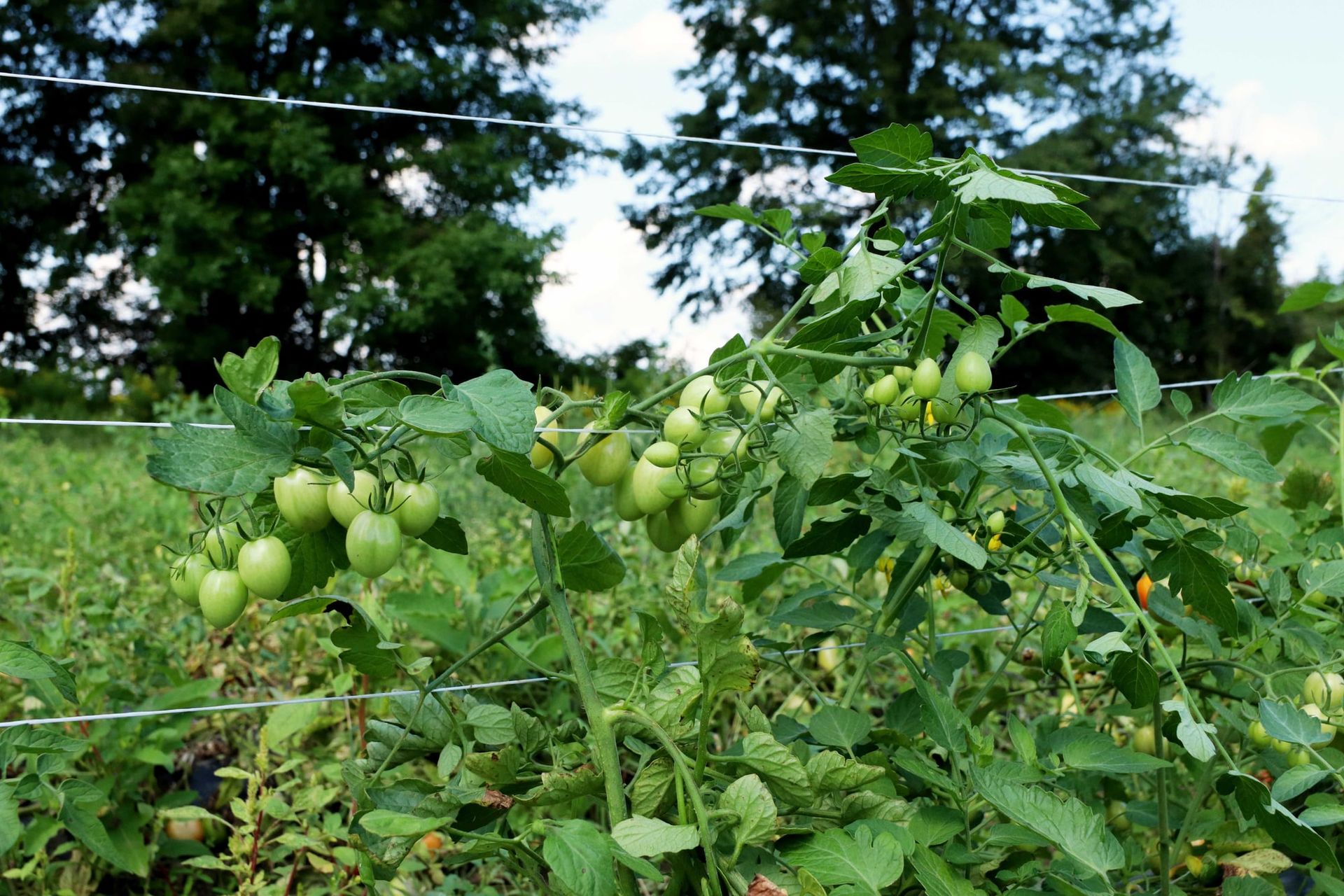 Grape tomatoes growing on trellised plants