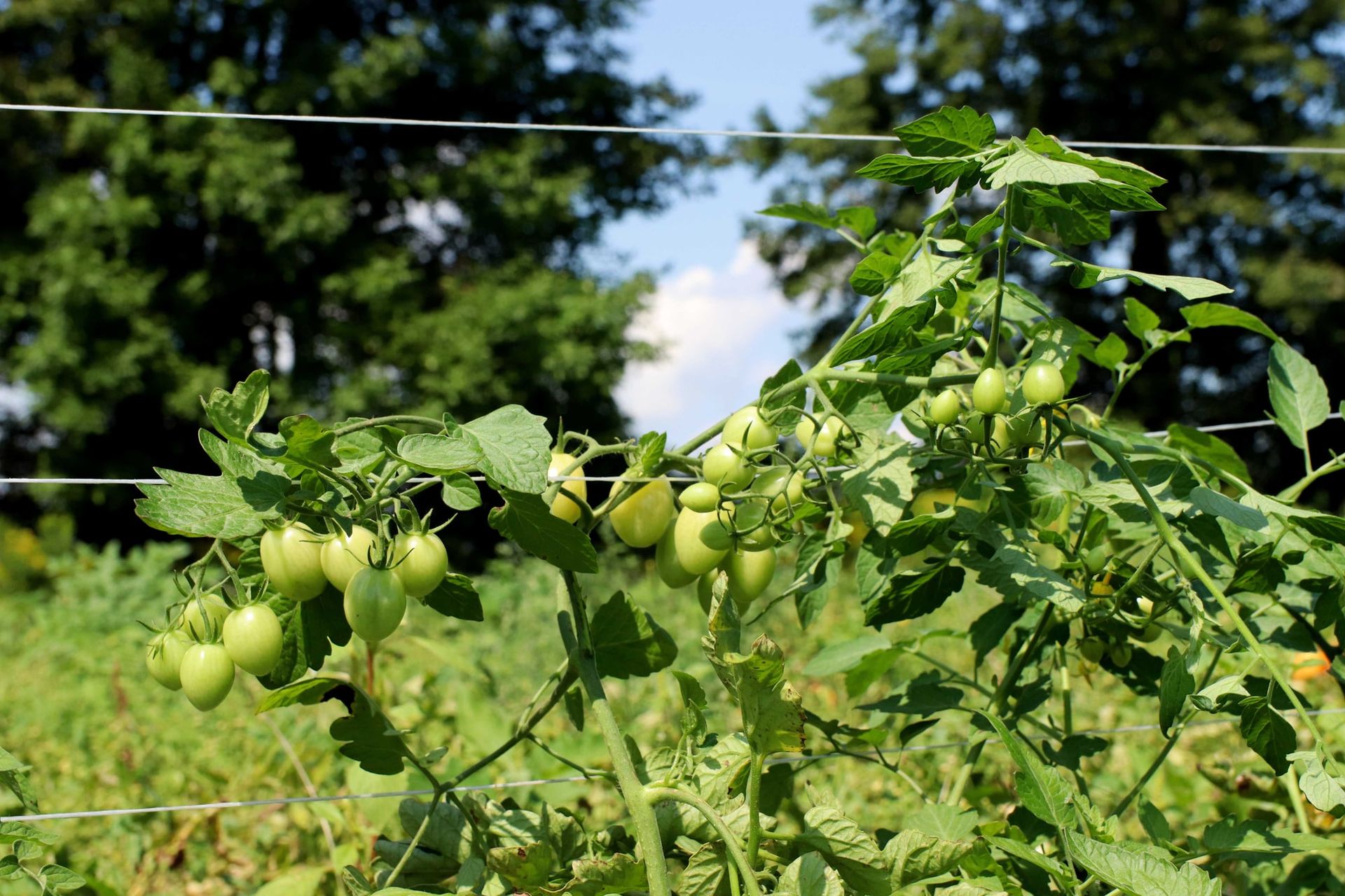 Green cherry tomatoes on trellised plants