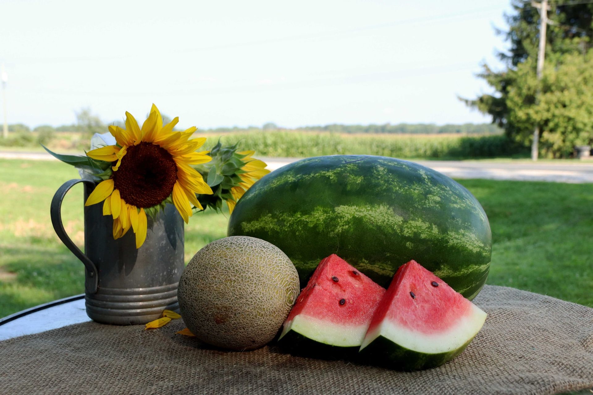 Watermelon slices, a whole watermelon and a cantaloupe on a table with sunflowers