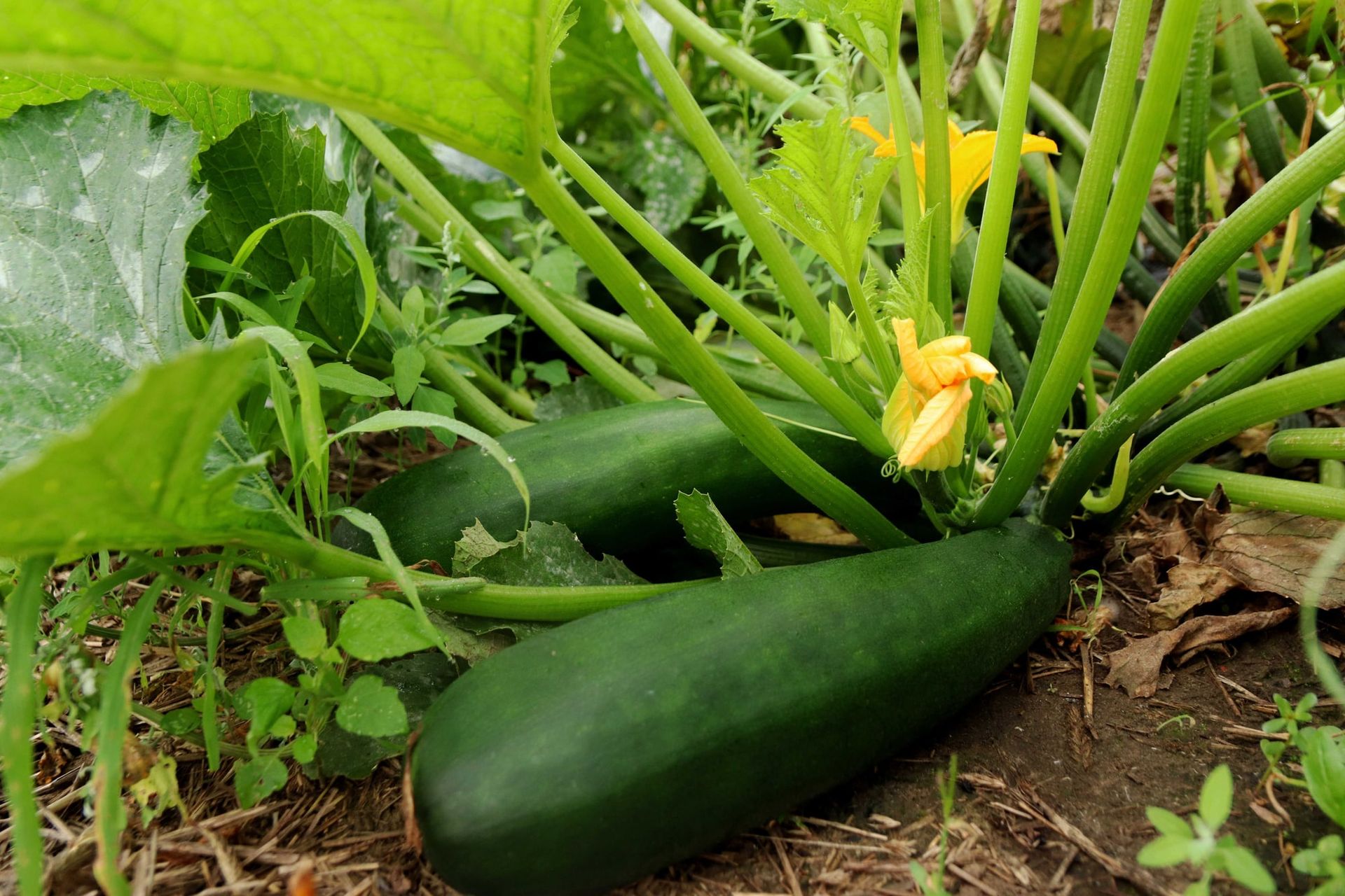 Green zucchini and a yellow blossom on the plant