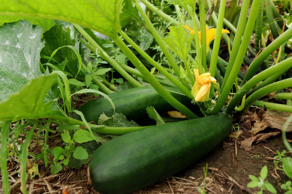 Green zucchini and a yellow blossom on the plant