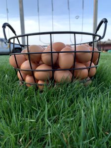Free range eggs from hens raised on Peters Produce fruit and vegetable farm in Aylmer, Ontario.