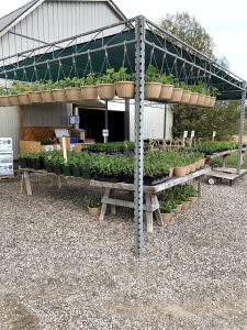 Fresh and local flowers and vegetable plants grown on Peters Produce fruit and vegetable farm in Aylmer, Ontario.