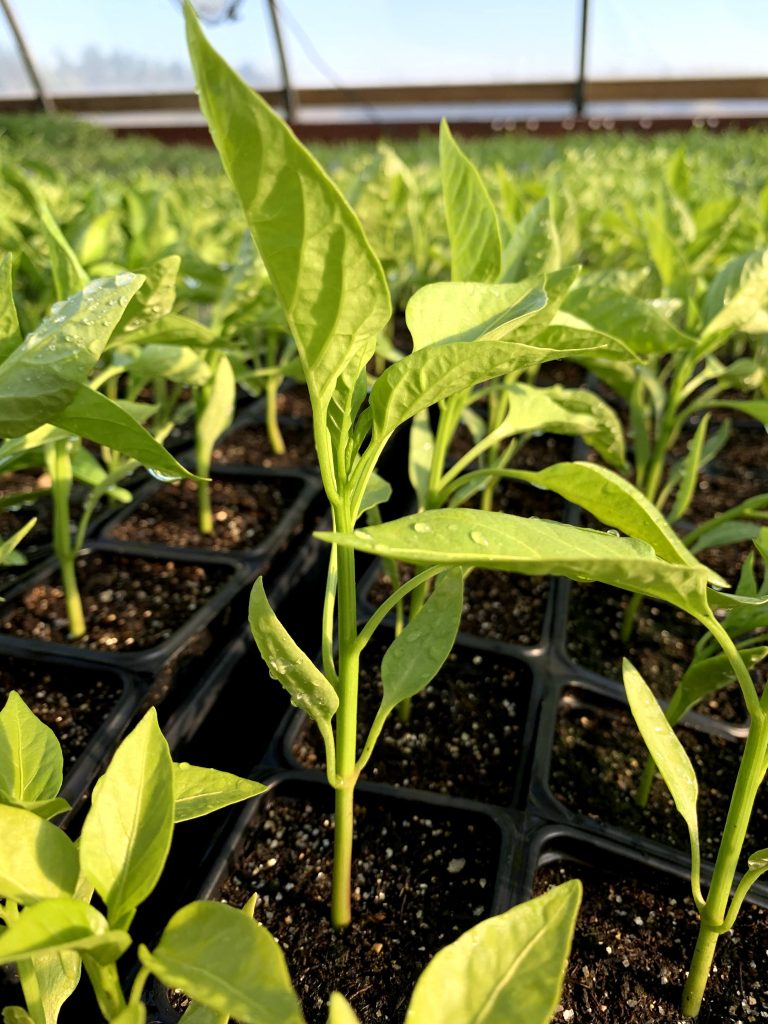 Fresh and local vegetable plants grown on Peters Produce fruit and vegetable farm in Aylmer, Ontario.