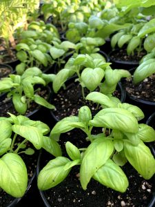 Fresh and local vegetable plants grown on Peters Produce fruit and vegetable farm in Aylmer, Ontario.