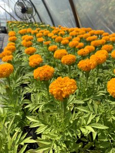 Fresh and local flowers grown on Peters Produce fruit and vegetable farm in Aylmer, Ontario.